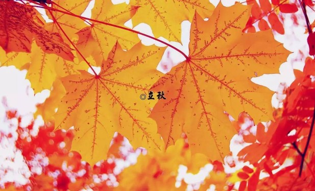 1596769171618027.jpg 1596769171618027.jpg