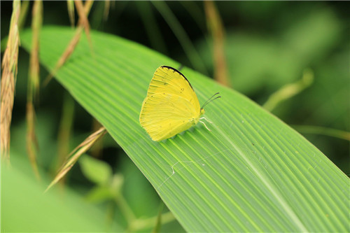 1597392415506754.jpg 0144e1599c31eea801201794060894.jpg@1280w_1l_2o_100sh.jpg