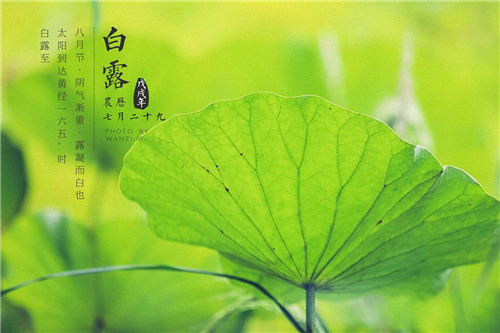 1597907137440287.jpg 2020年白露是哪一天