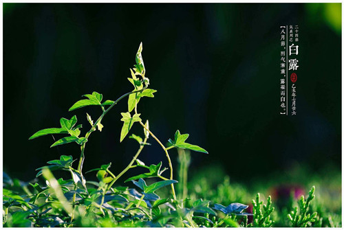 1597993483847135.jpg 6bd385349c3e47bb88a60afd096d3c05.jpg