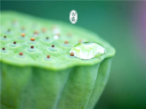 1598251136357112.jpg 白露天气有什么特征