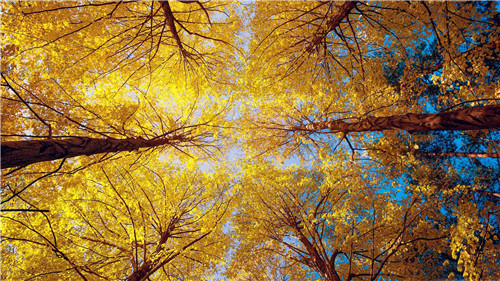 1598611390378339.jpg 2e3972c330a9479082e3adf3d3ba6a10_th.jpg